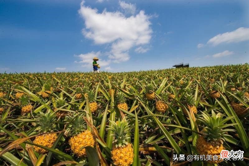 不管台湾凤梨还是菲律宾凤梨 菲律宾凤梨好吃还是台湾凤梨好吃