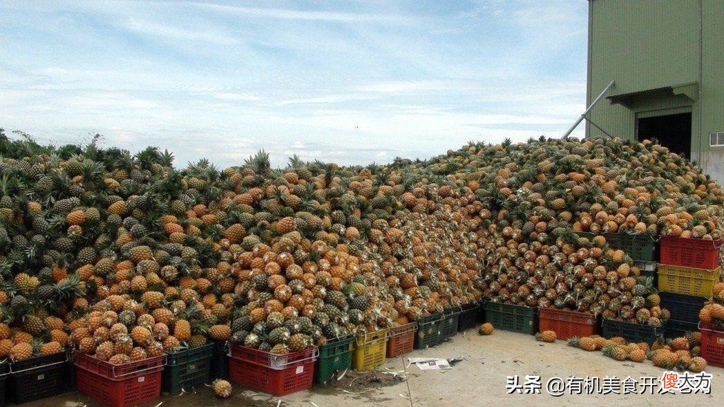 不管台湾凤梨还是菲律宾凤梨 菲律宾凤梨好吃还是台湾凤梨好吃
