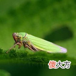 大家认识大青叶蝉吗 大青叶蝉若虫