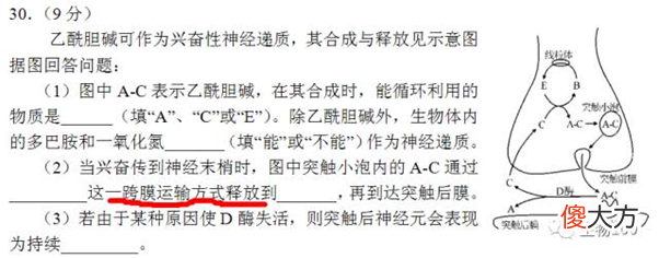 胞吞胞吐是跨膜运输吗 胞吞胞吐是否是跨膜运输