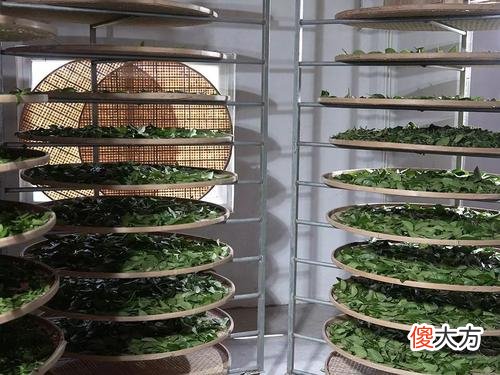 人们说的肉桂是茶吗 肉桂不是茶?