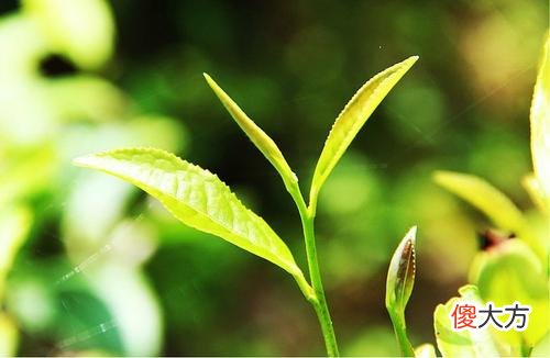 人们说的肉桂是茶吗 肉桂不是茶?