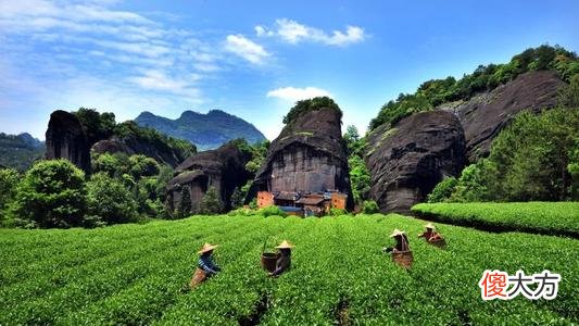 人们说的肉桂是茶吗 肉桂不是茶?