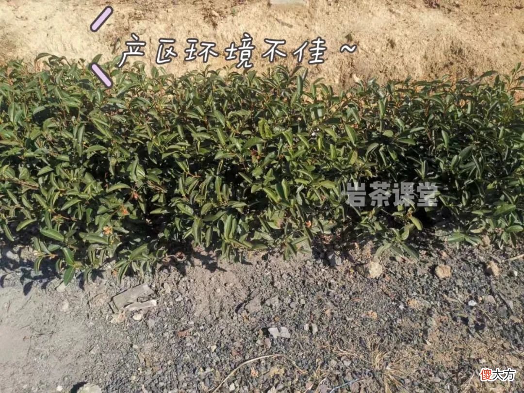 肉桂的辛辣感 肉桂有辣味吗