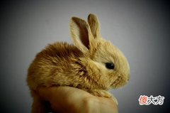 生肖兔2019年12月份运势详解(图文)