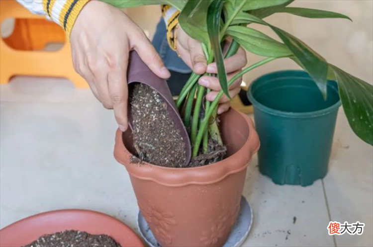 椰砖土适合养什么植物 椰砖土适合种哪些植物