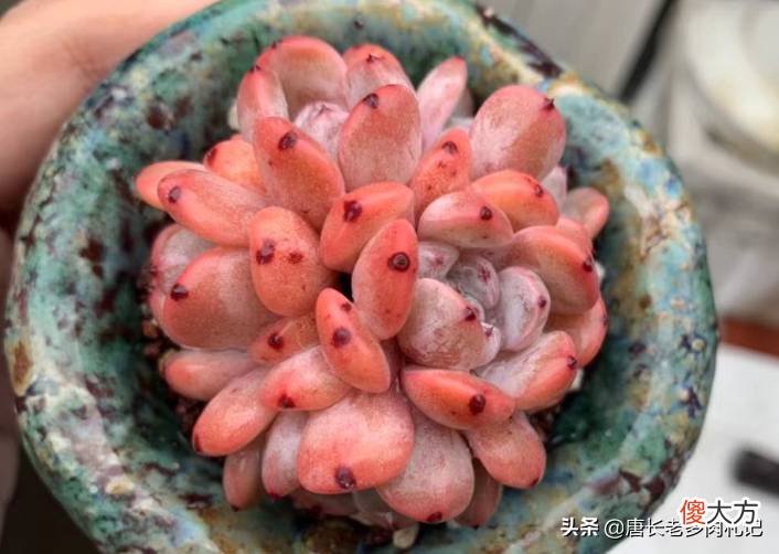 泥炭土和椰糠有什么区别 泥炭土和椰糠的区别