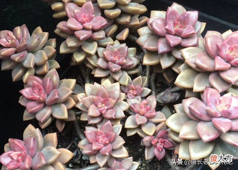 泥炭土和椰糠有什么区别 泥炭土和椰糠的区别