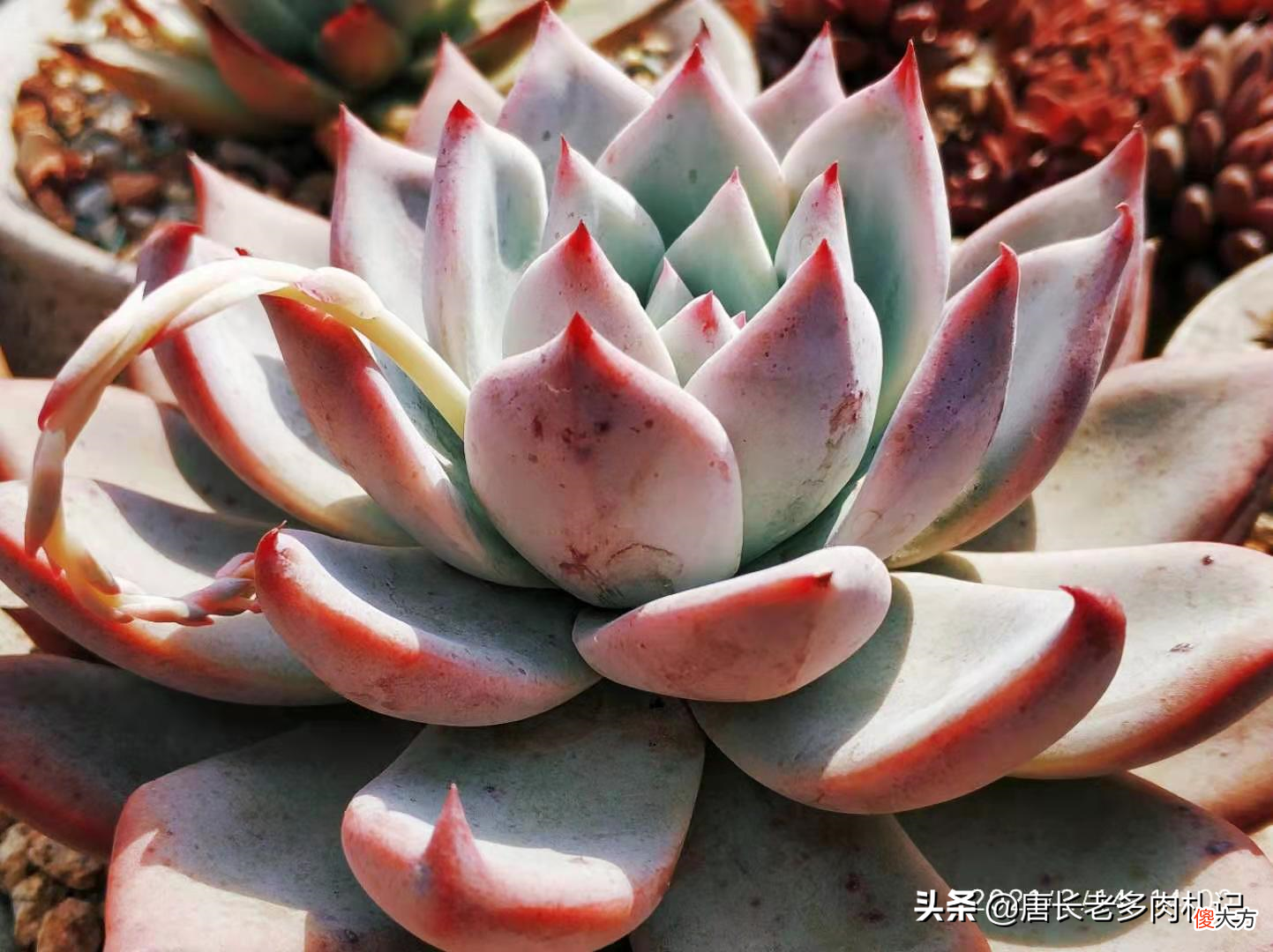 泥炭土和椰糠有什么区别 泥炭土和椰糠的区别