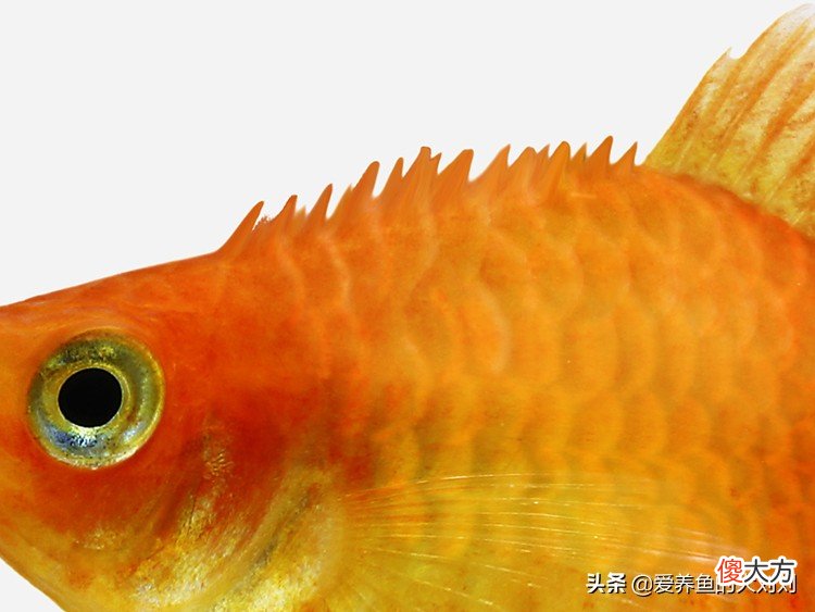 锦鲤等观赏鱼炸鳞的原因 锦鲤鱼鳞炸起来了什么原因