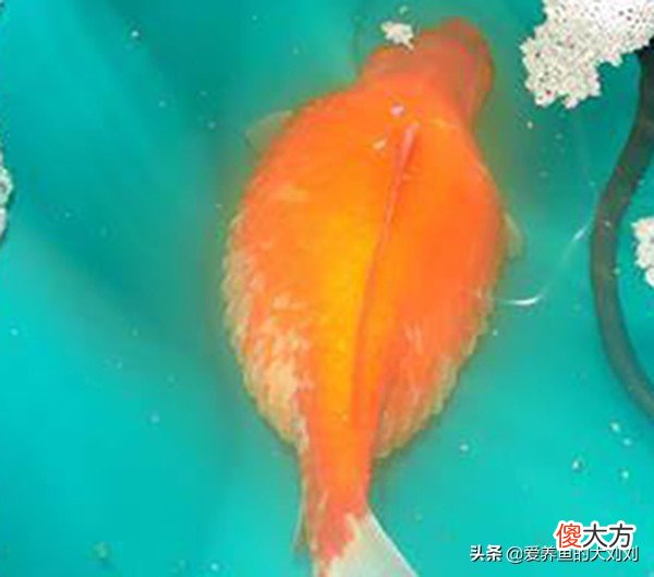锦鲤等观赏鱼炸鳞的原因 锦鲤鱼鳞炸起来了什么原因