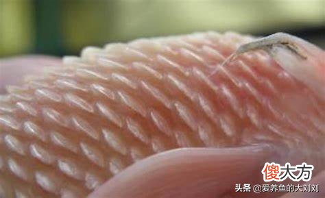 锦鲤等观赏鱼炸鳞的原因 锦鲤鱼鳞炸起来了什么原因