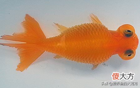 锦鲤等观赏鱼炸鳞的原因 锦鲤鱼鳞炸起来了什么原因