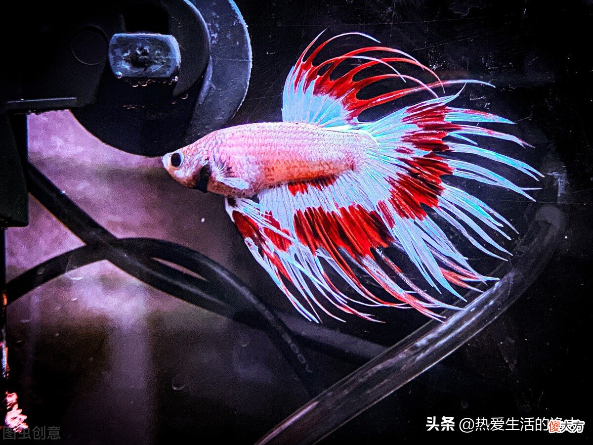 养鱼总是死是什么原因 养鱼经常死是什么原因