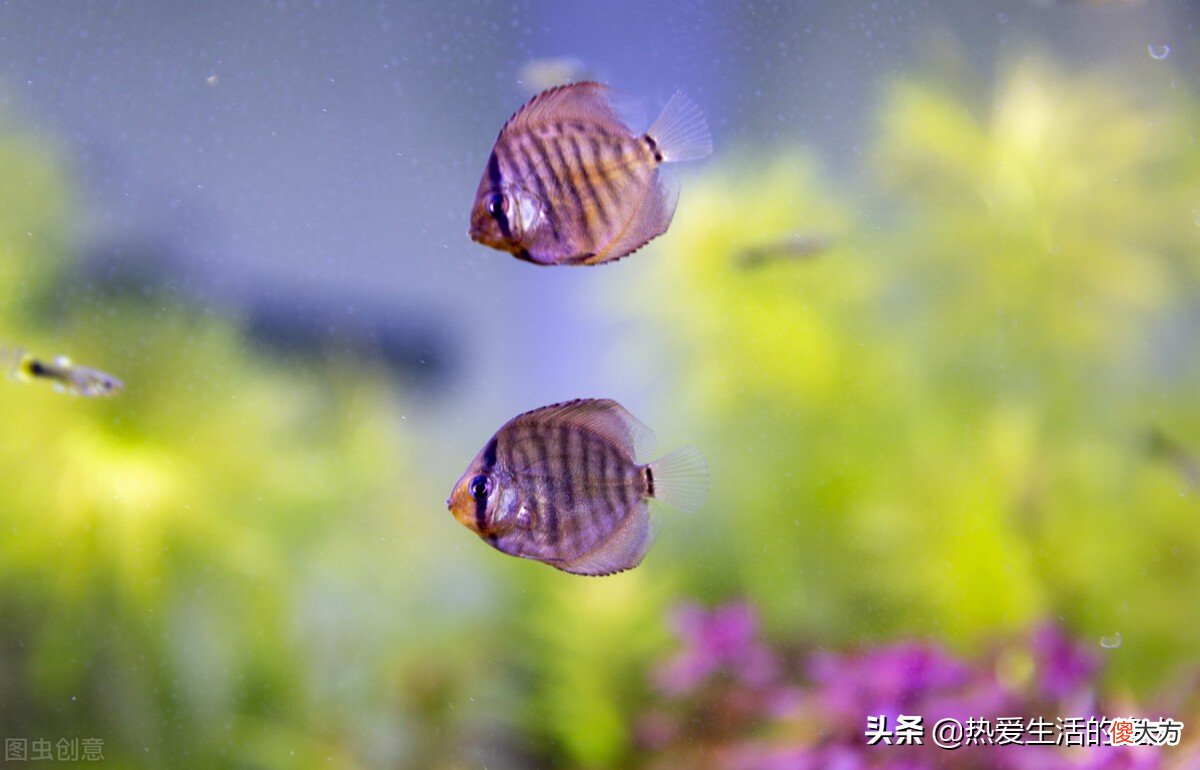 养鱼总是死是什么原因 养鱼经常死是什么原因