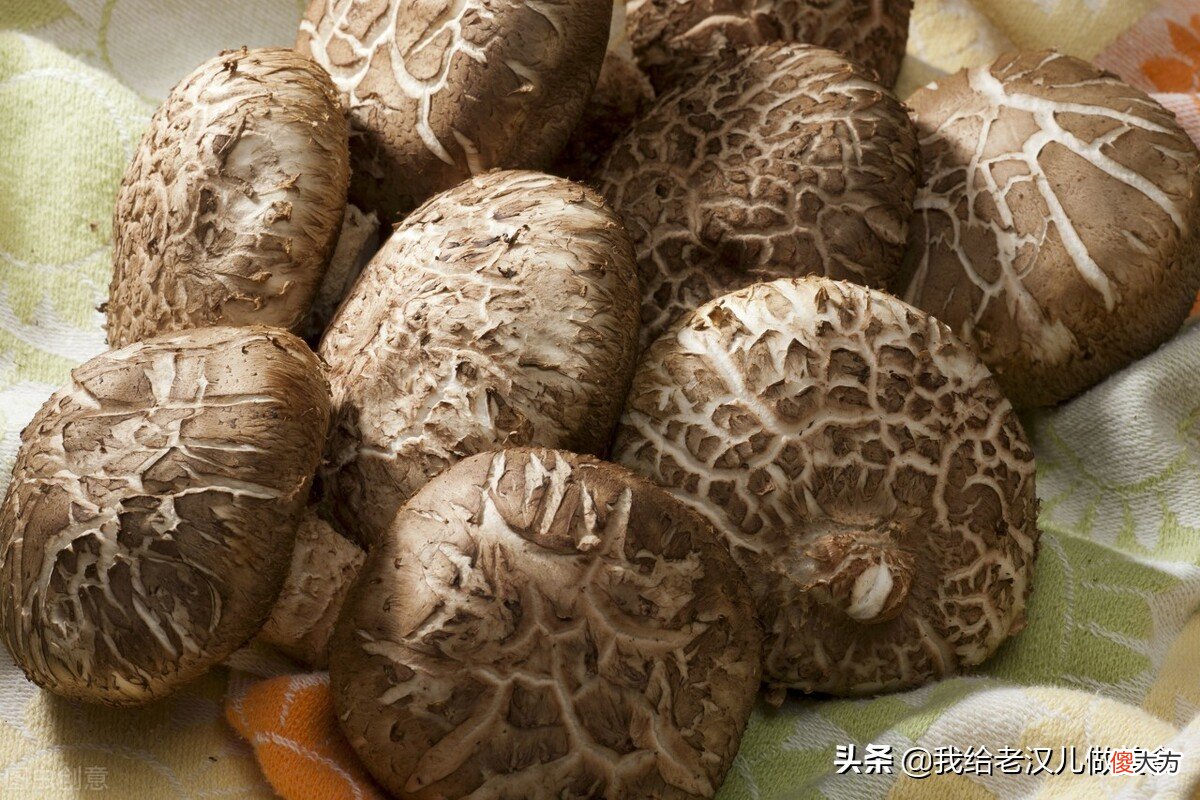 不认识的野蘑菇不要吃 野生蘑菇那种不能吃