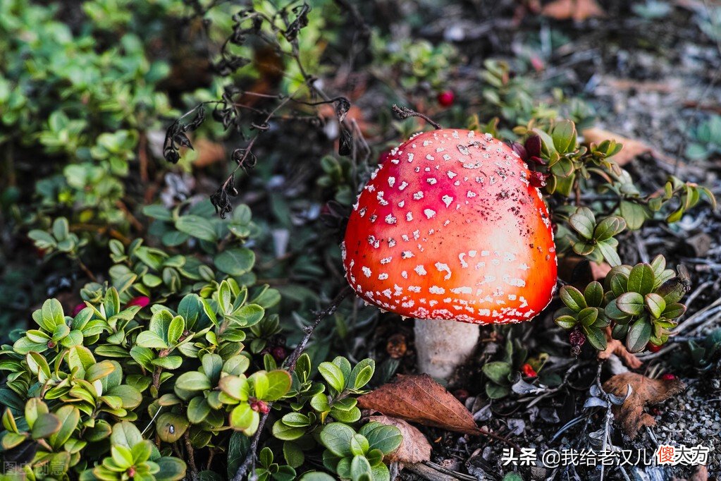 不认识的野蘑菇不要吃 野生蘑菇那种不能吃