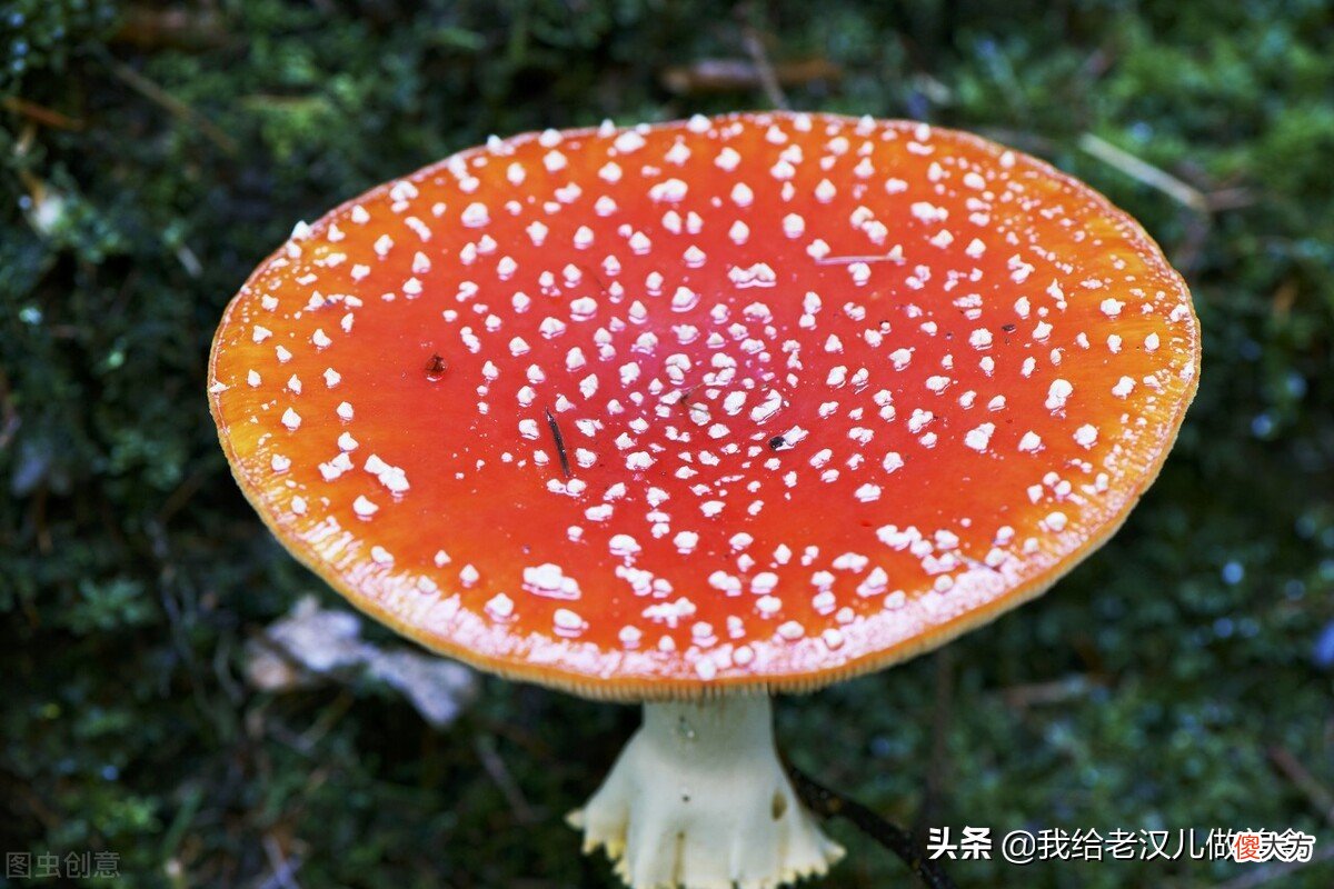 不认识的野蘑菇不要吃 野生蘑菇那种不能吃