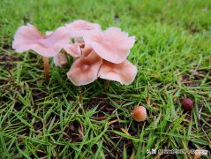 不认识的野蘑菇不要吃 野生蘑菇那种不能吃