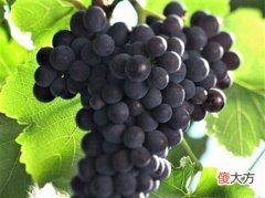 葡萄酒入门手册 入门菜鸟品葡萄酒如何一步到位