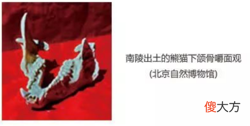 【爱历史】 太后陵出土国宝遗骨,四十年后“熊猫骨头”离奇消失,真相蹊跷