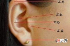 耳朵面相形状看人生命运大全