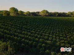 红酒代理商需要投入多少钱 经营一家红酒杯具店需要什么