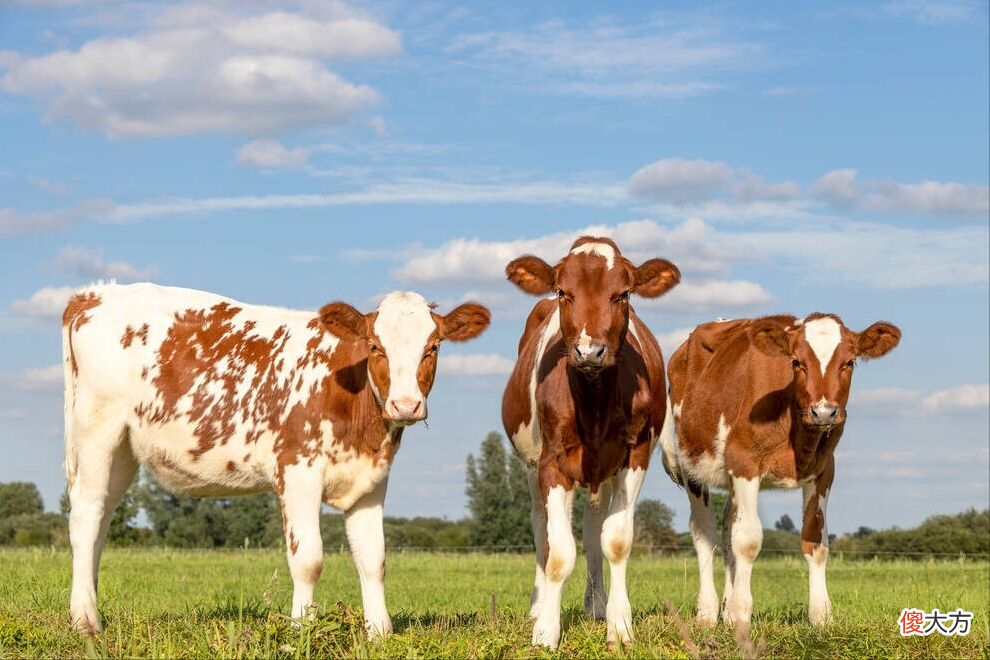 母牛太瘦了是怎么回事 母牛偏瘦怎么回事
