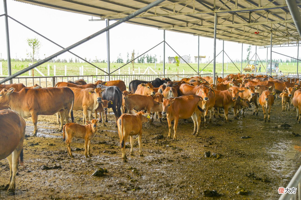 黄母牛怀孕几个月产仔 母牛怀孕多少天产仔