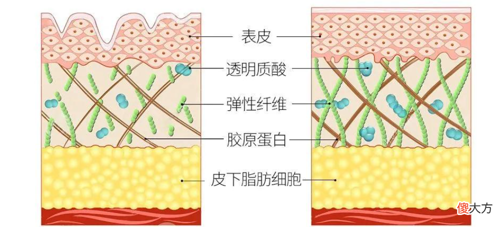 VC和玻色因 维c和玻色因