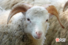 生肖羊2019年12月份运势详解(图文)