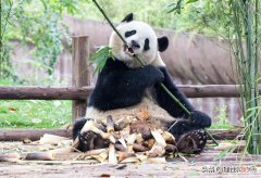 大熊猫是冬眠的动物吗 大熊猫是冬眠的动物吗的短视频