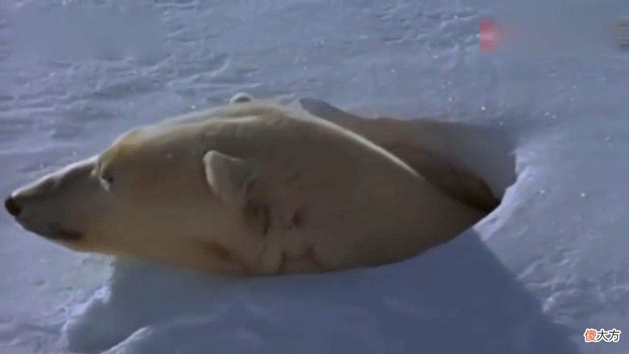 为什么只有怀孕的北极熊能冬眠 怀孕的北极熊冬眠吗