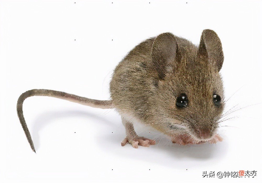 蛇冬眠有多危险 蛇冬眠是怎样的