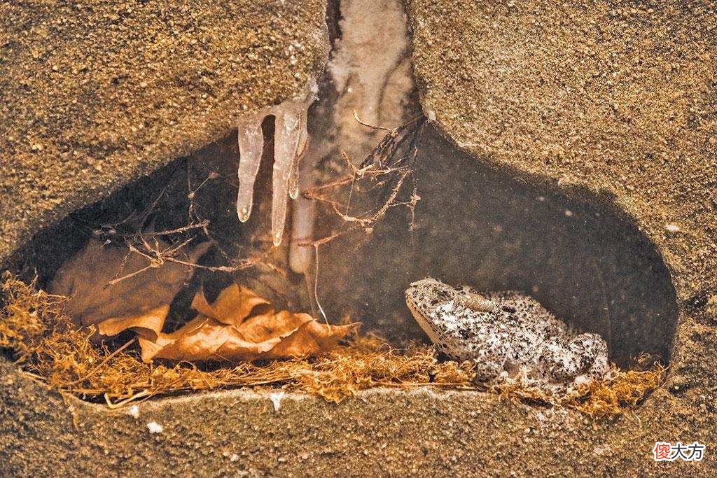 为什么蛇要冬眠而不是迁徙 蛇要冬眠的主要原因