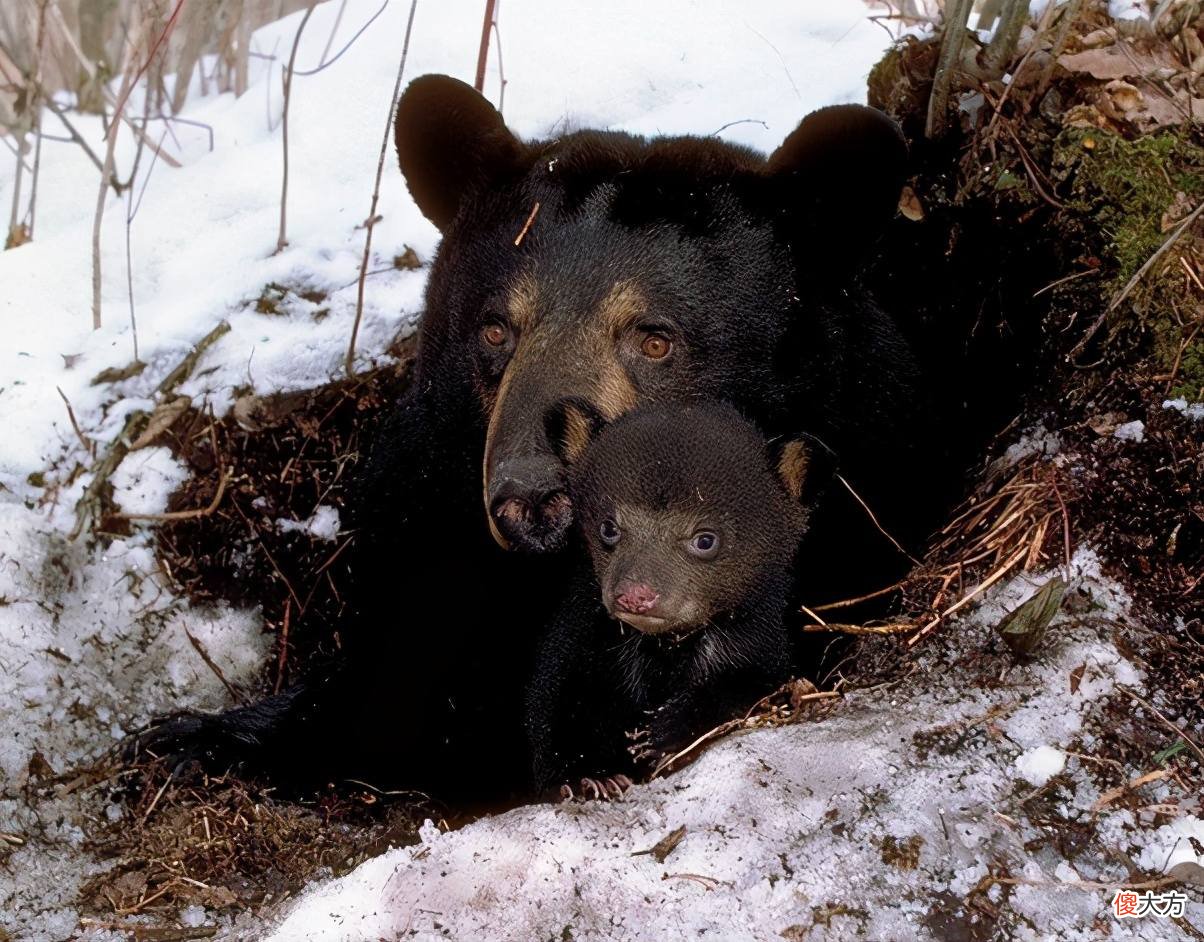 为什么蛇要冬眠而不是迁徙 蛇要冬眠的主要原因