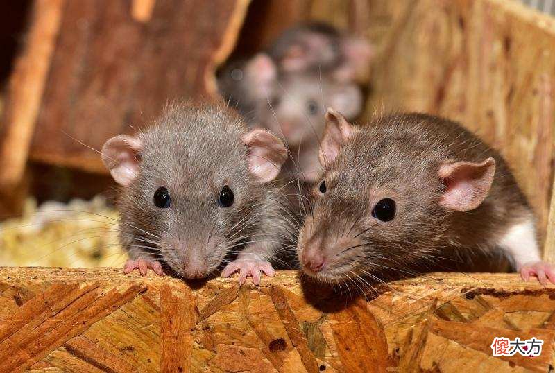 为什么蛇要冬眠而不是迁徙 蛇要冬眠的主要原因