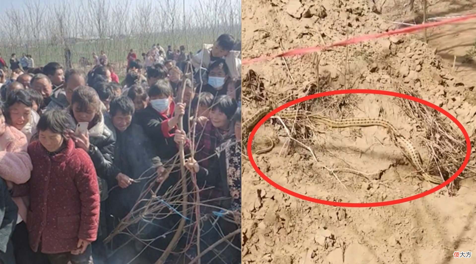 为什么蛇要冬眠而不是迁徙 蛇要冬眠的主要原因