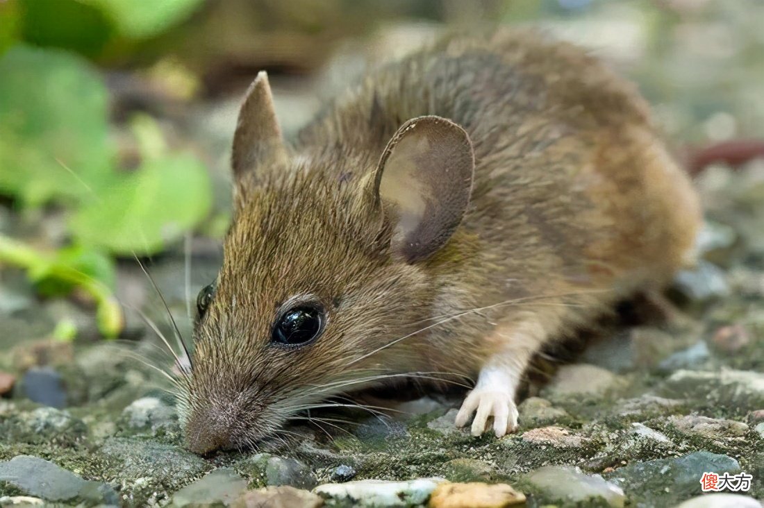 为什么蛇要冬眠而不是迁徙 蛇要冬眠的主要原因