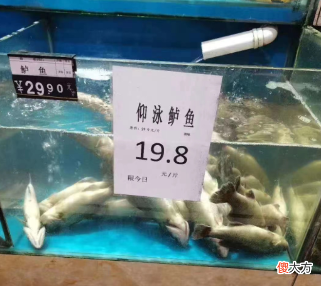 造梗大师| 仰泳鲈鱼是什么梗（仰泳鲈鱼梗含义及出处）