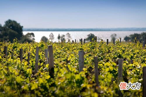 罗纳皇冠珍藏干红葡萄酒怎么样 罗纳王珍藏干红葡萄酒