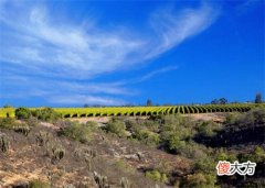 新疆地图 新疆有名的葡萄酒