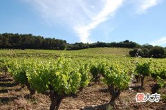 进口红酒价格最新行情 红酒查询价格网站