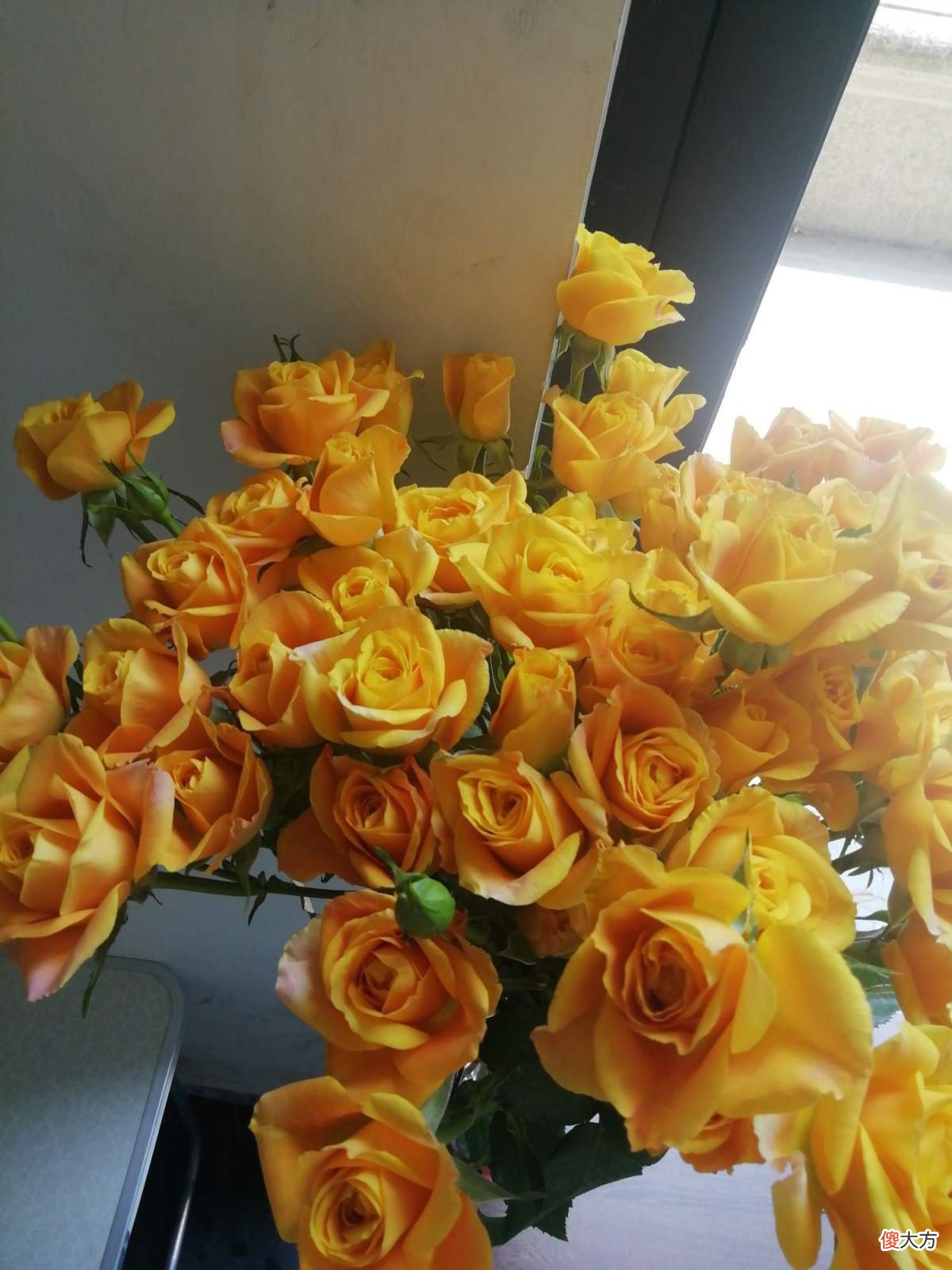 玫瑰原来是月季 玫瑰是月季?