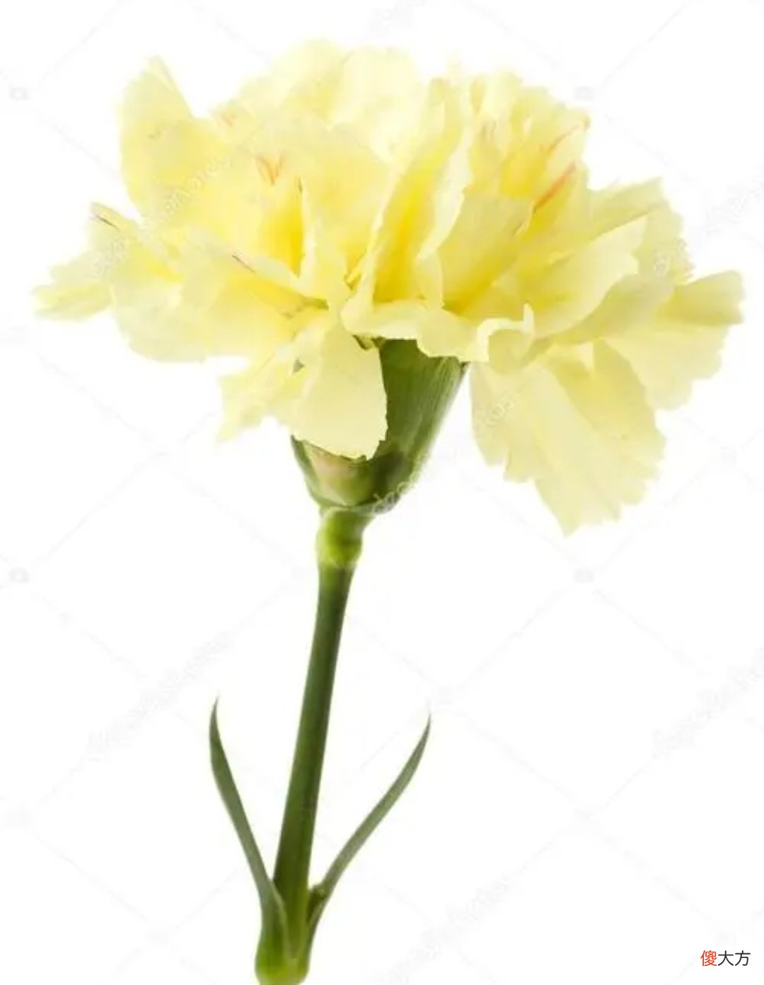 常用的花和它们所代表的花语 各种花分别代表的花语是什么