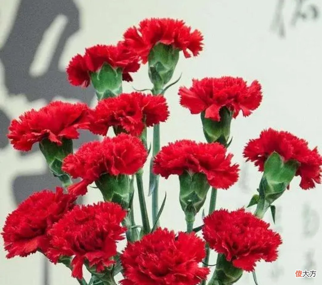 常用的花和它们所代表的花语 各种花分别代表的花语是什么
