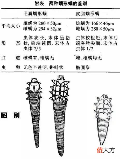 【时尚一点】用眼过度的你，小心螨虫在睫毛安家