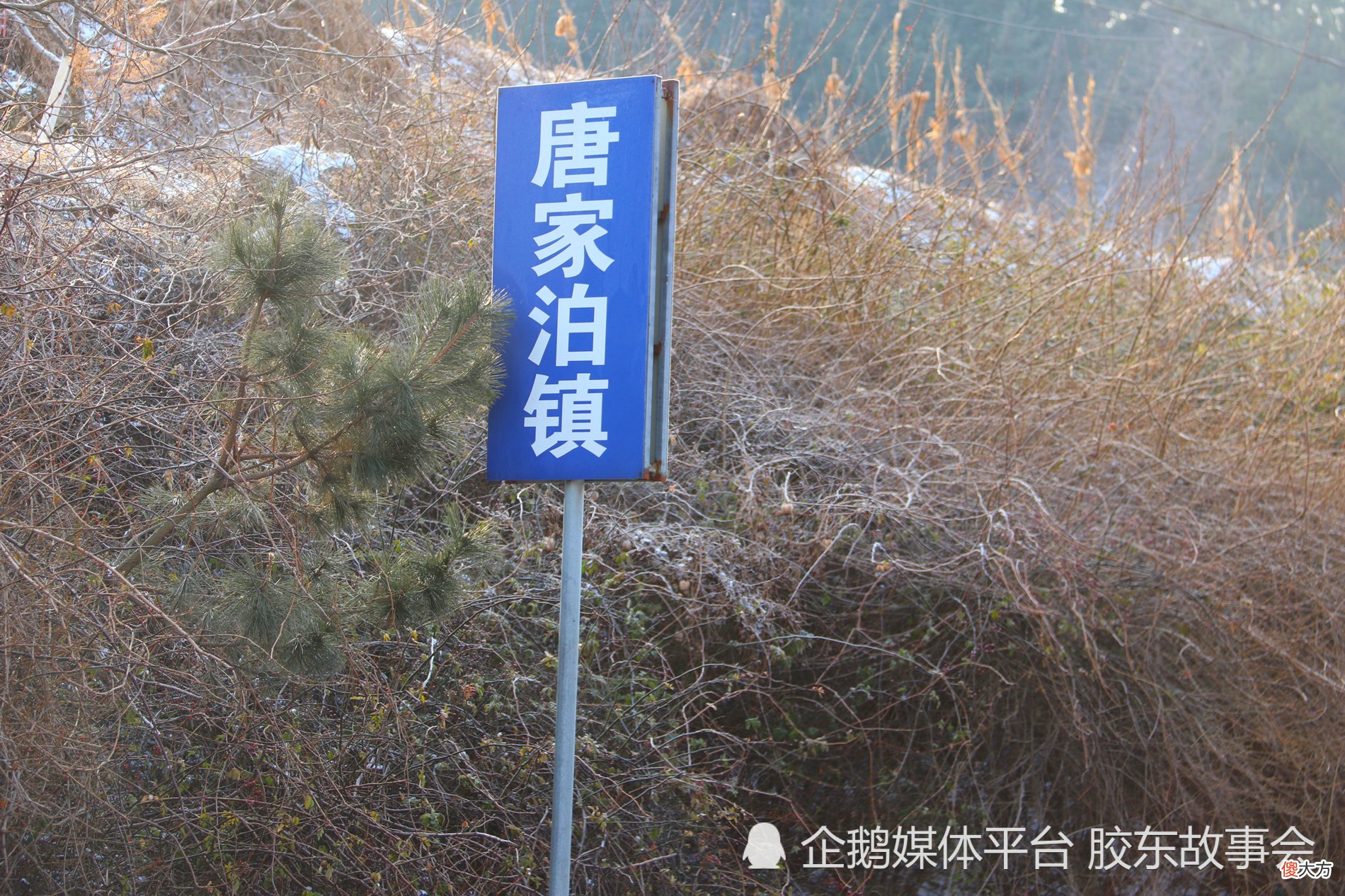 【历史故事】栖霞有个村叫“生木树?”，当年这附近发生过一场地雷伏击战