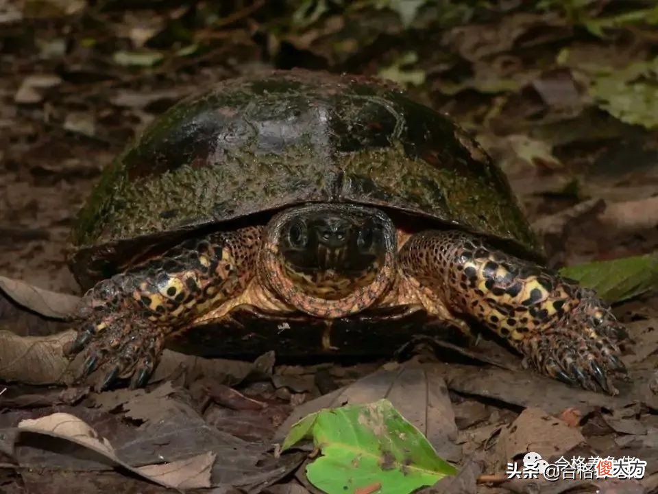 什么龟好养又好看 什么龟好养又好看不容易生病