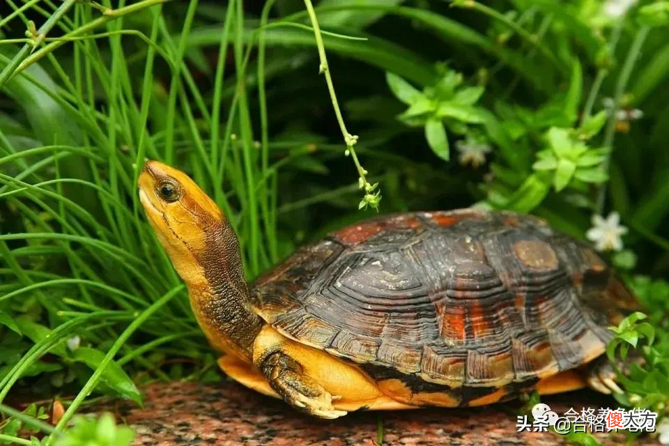 二 那些封王又封神的龟，你都知道吗？